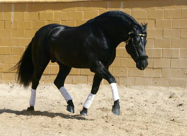 the Andalusian horse comes from which peninsula